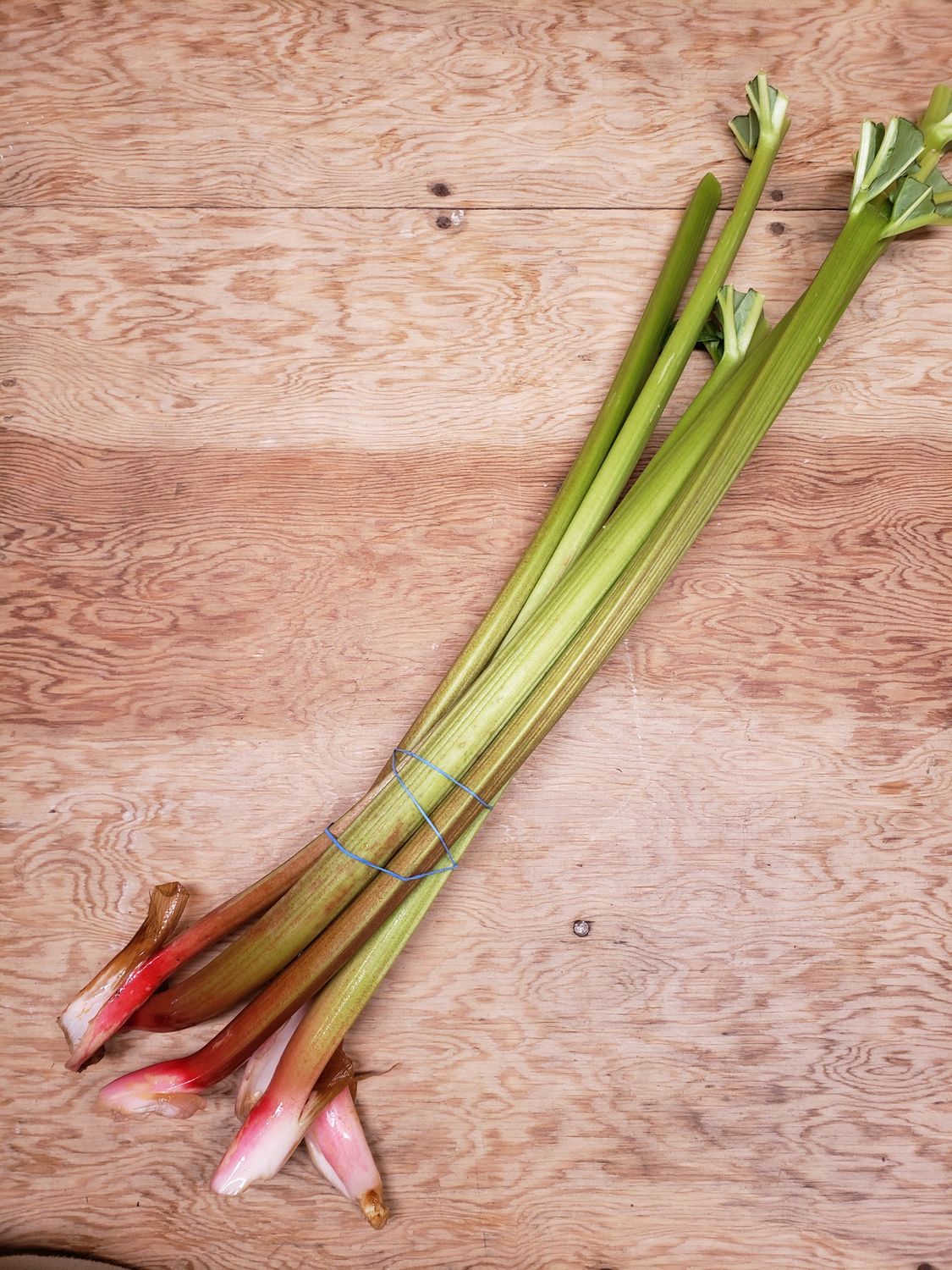 Fresh Rhubarb (1.5 lb bundle)