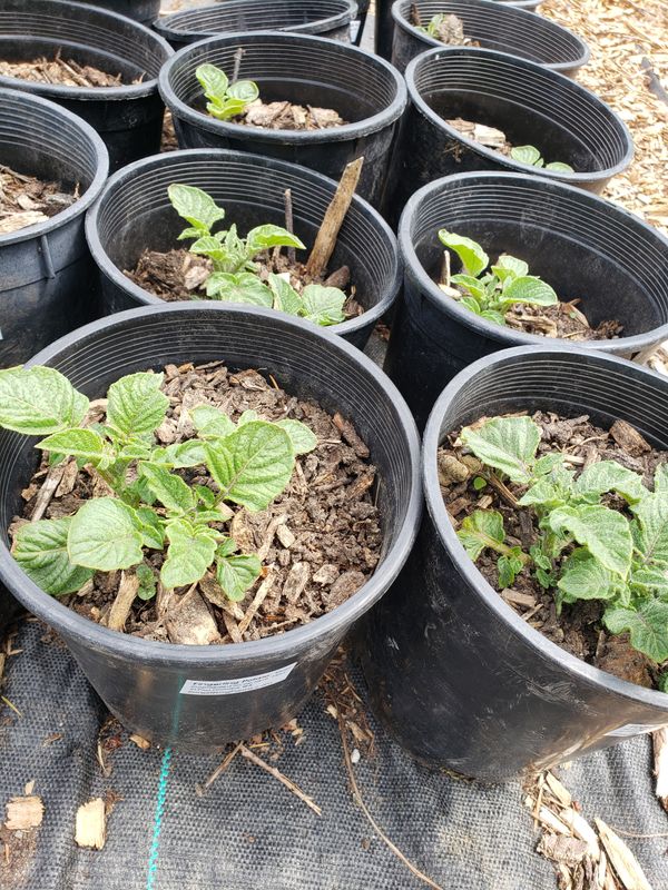 'Rose Finn' Fingerling Potato 'Rose Finn' Fingerling Potato