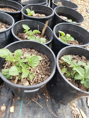 'Rose Finn' Fingerling Potato 'Rose Finn' Fingerling Potato
