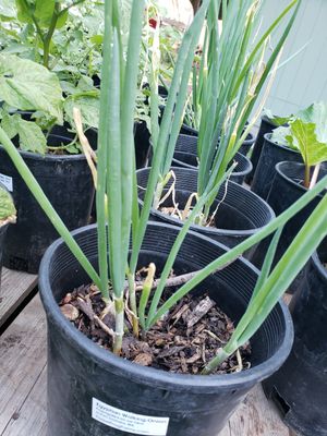 Egyptian Walking Onion