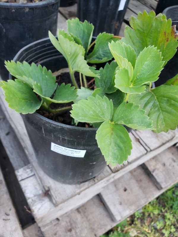 Strawberry 'Allstar'