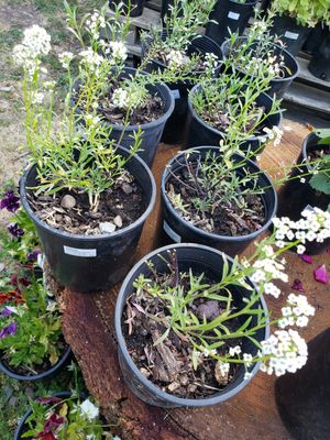 Alyssum 'Carpet Snow '
