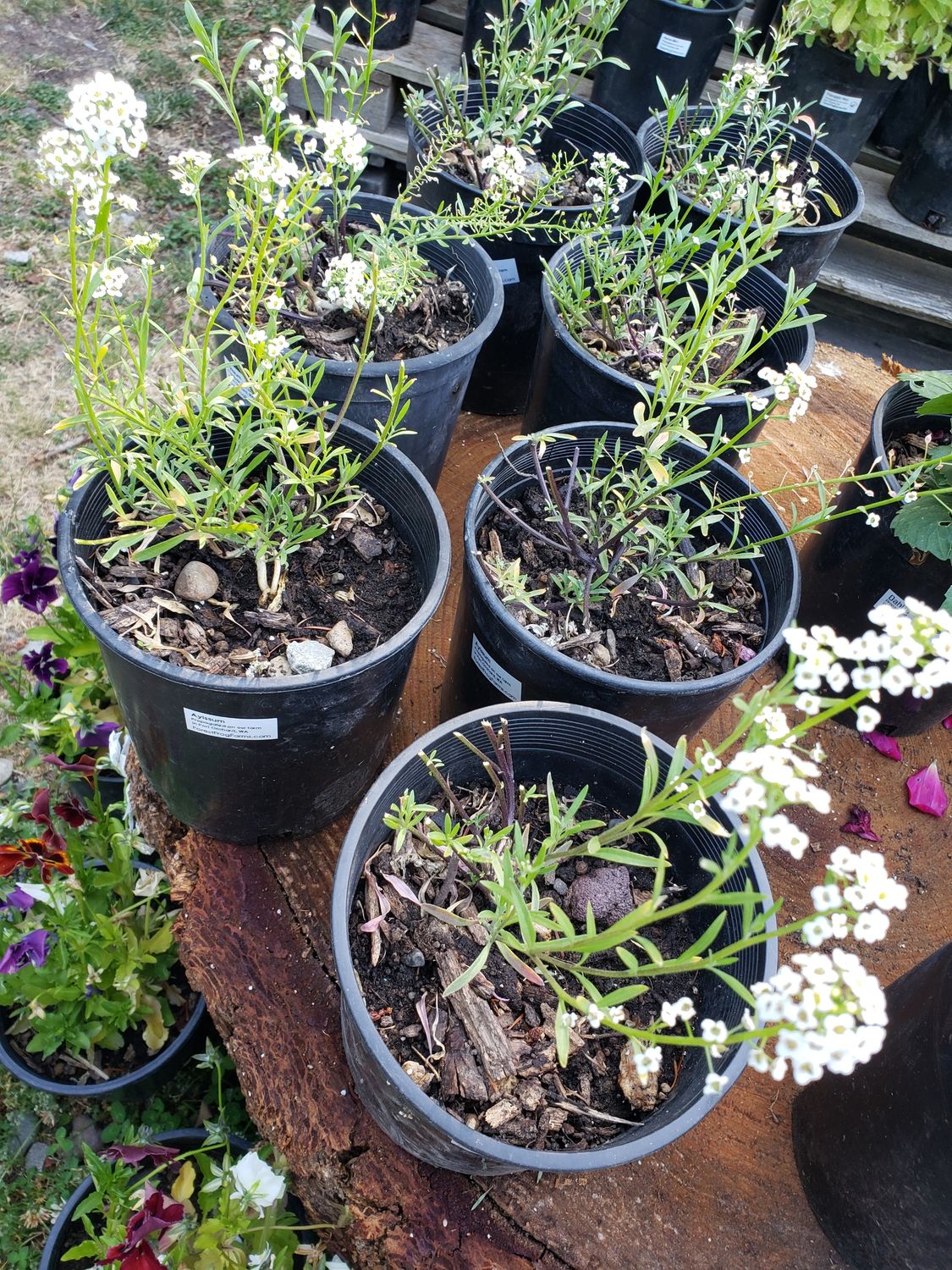 Alyssum 'Carpet Snow '