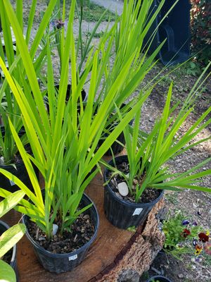 Crocosmia (1 gallon pot)