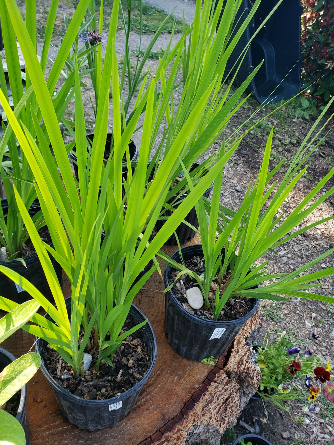 Crocosmia (1 gallon pot)
