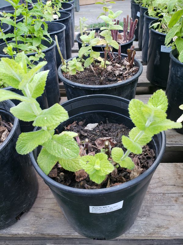 Apple Mint (1 gallon Pot)