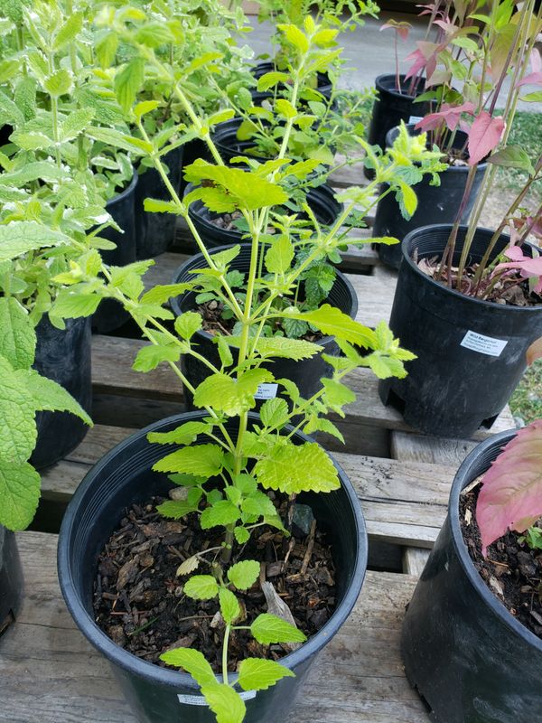 Lemon Balm (1 gallon Pot)