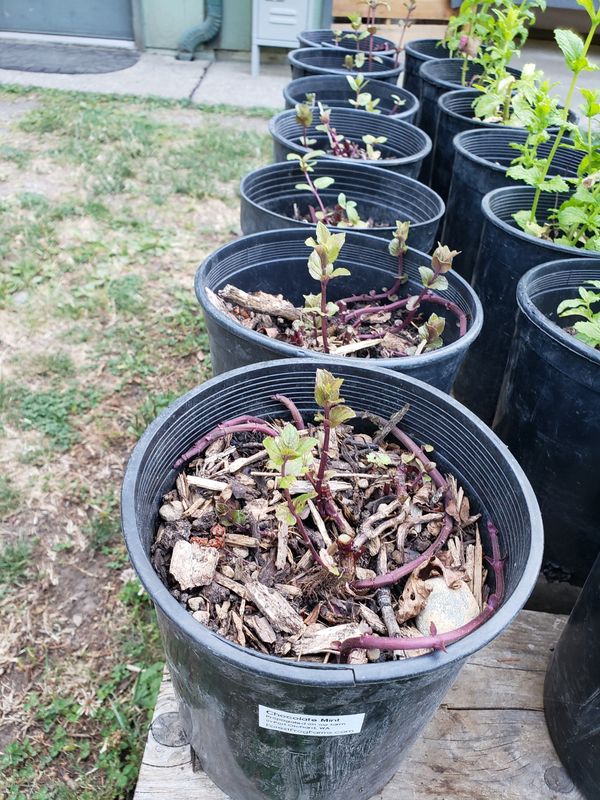 Chocolate Mint (1 gallon Pot)