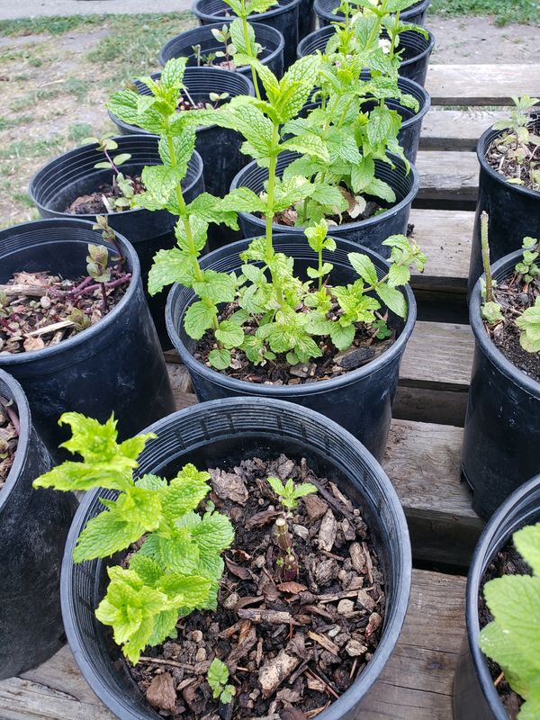 Fred's Peppermint (1 gallon Pot)