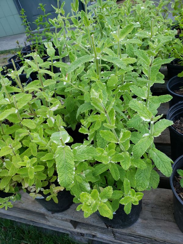 Pineapple Mint (1 gallon Pot)