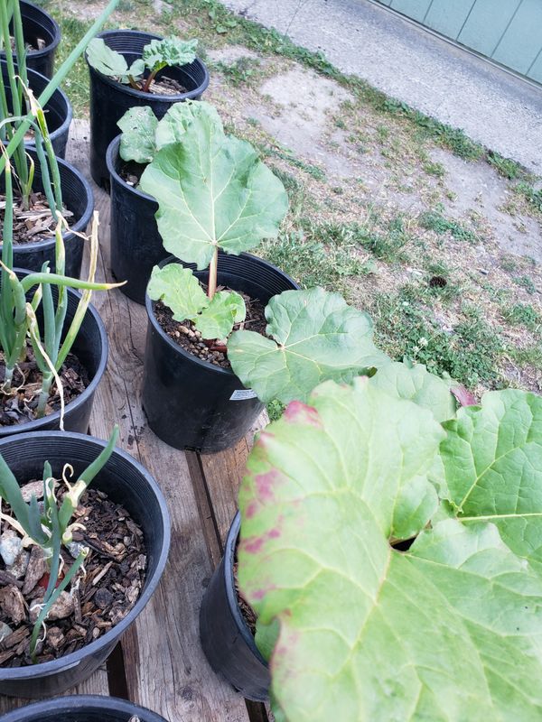 Rhubarb 'Victoria' (1 gallon)