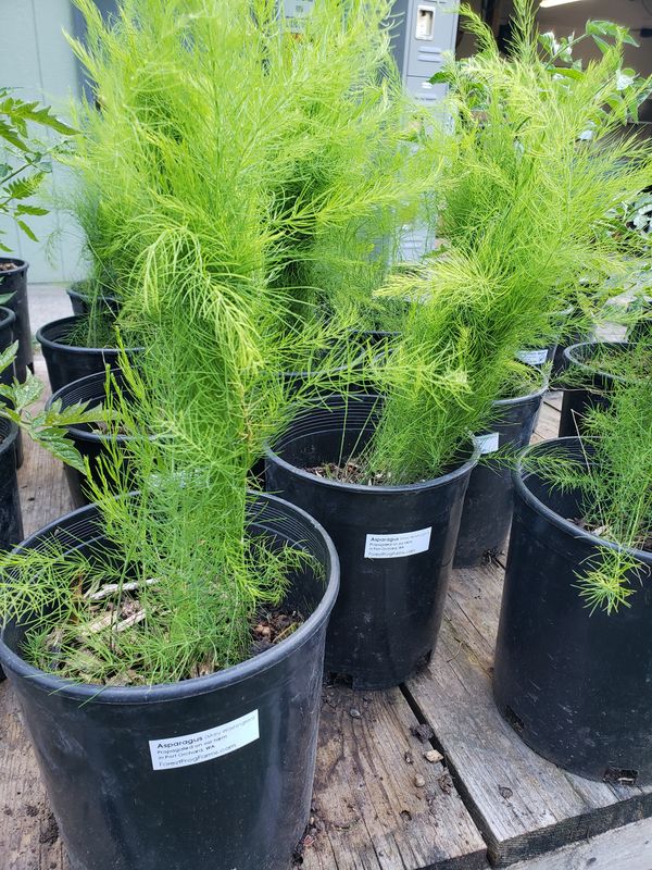 Asparagus - 2025 Spring Seedlings 'Mary Washington' (1 gallon pot)
