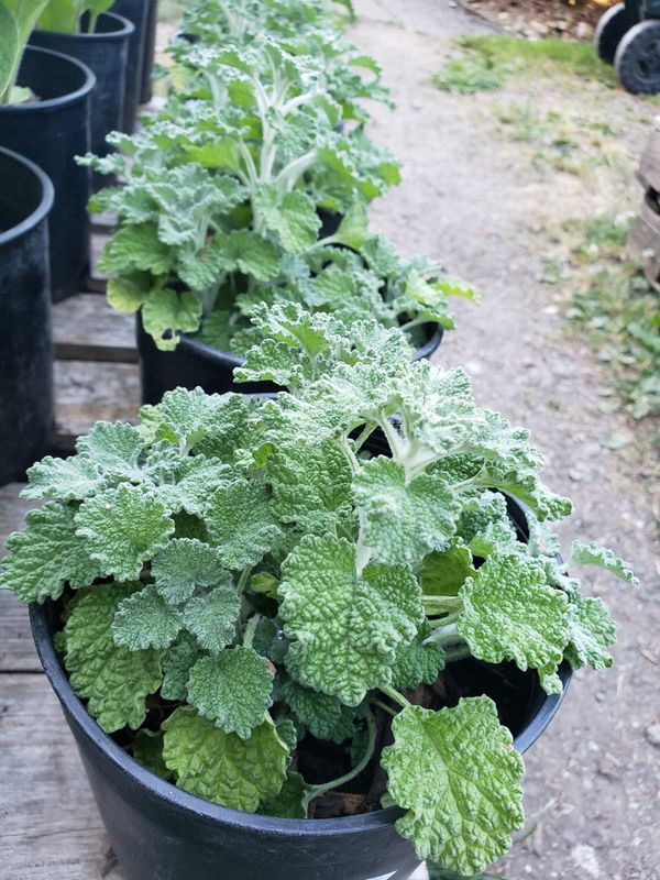 Horehound