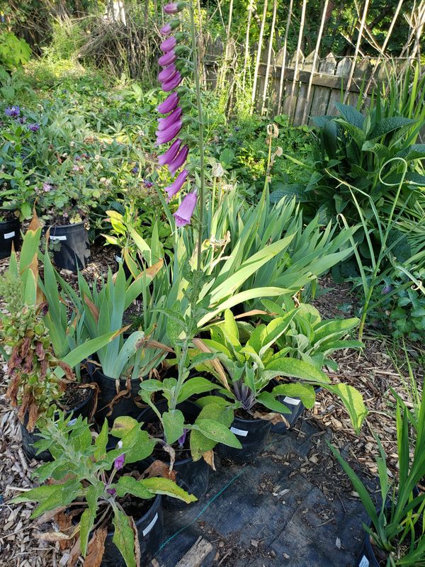 Foxglove (1 gallon pot)