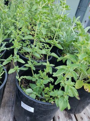 Oregano 'Greek' (1 gallon pot)