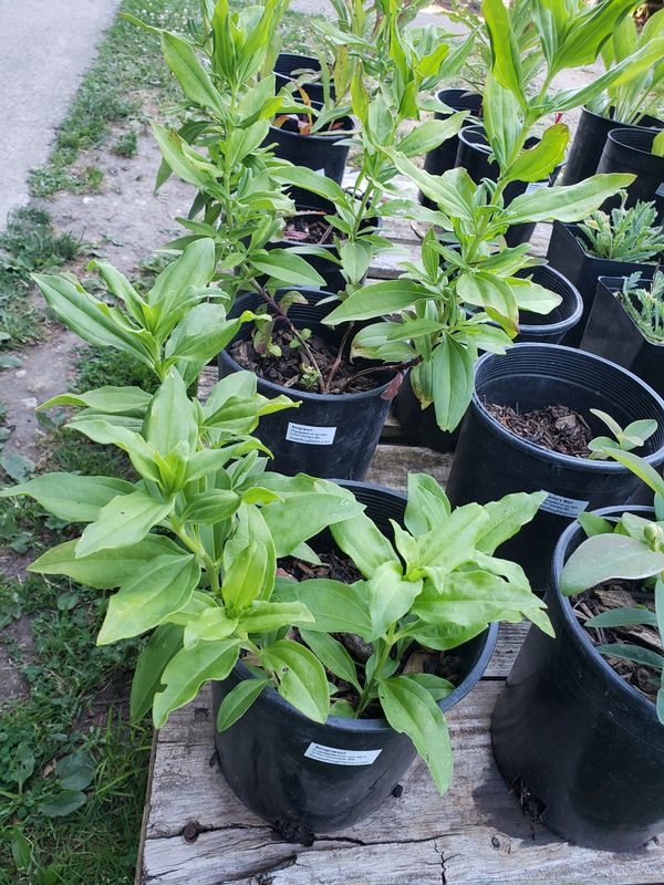 Soapwort