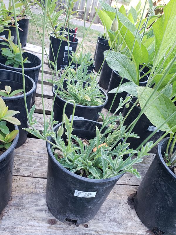 Poppy 'California Orange' (1 gallon pot)