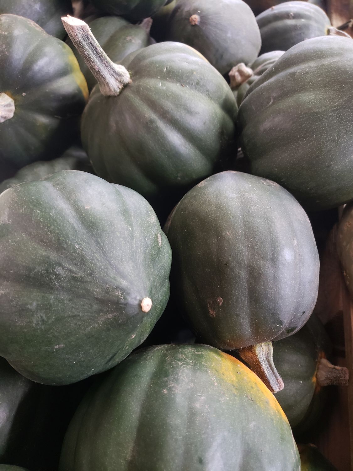 Acorn Squash