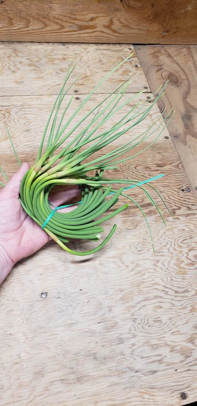 Garlic Scapes