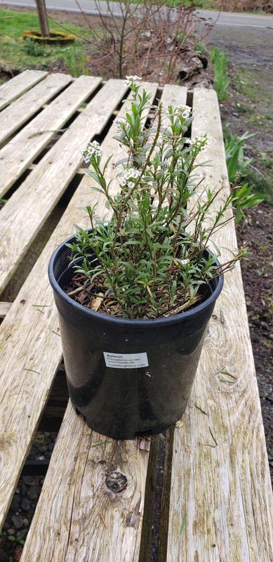 Alyssum 'Carpet Snow '