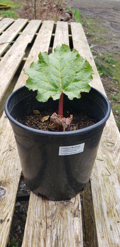 Rhubarb 'Victoria' (1 gallon)