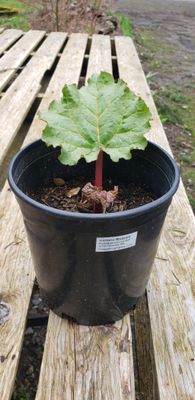 Rhubarb 'Victoria' (1 gallon)