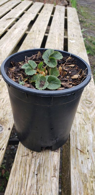 Strawberry 'Allstar'