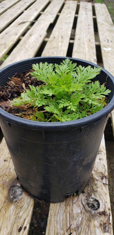 Feverfew  (1 gallon)
