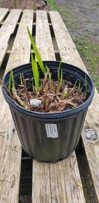 Crocosmia (1 gallon pot)