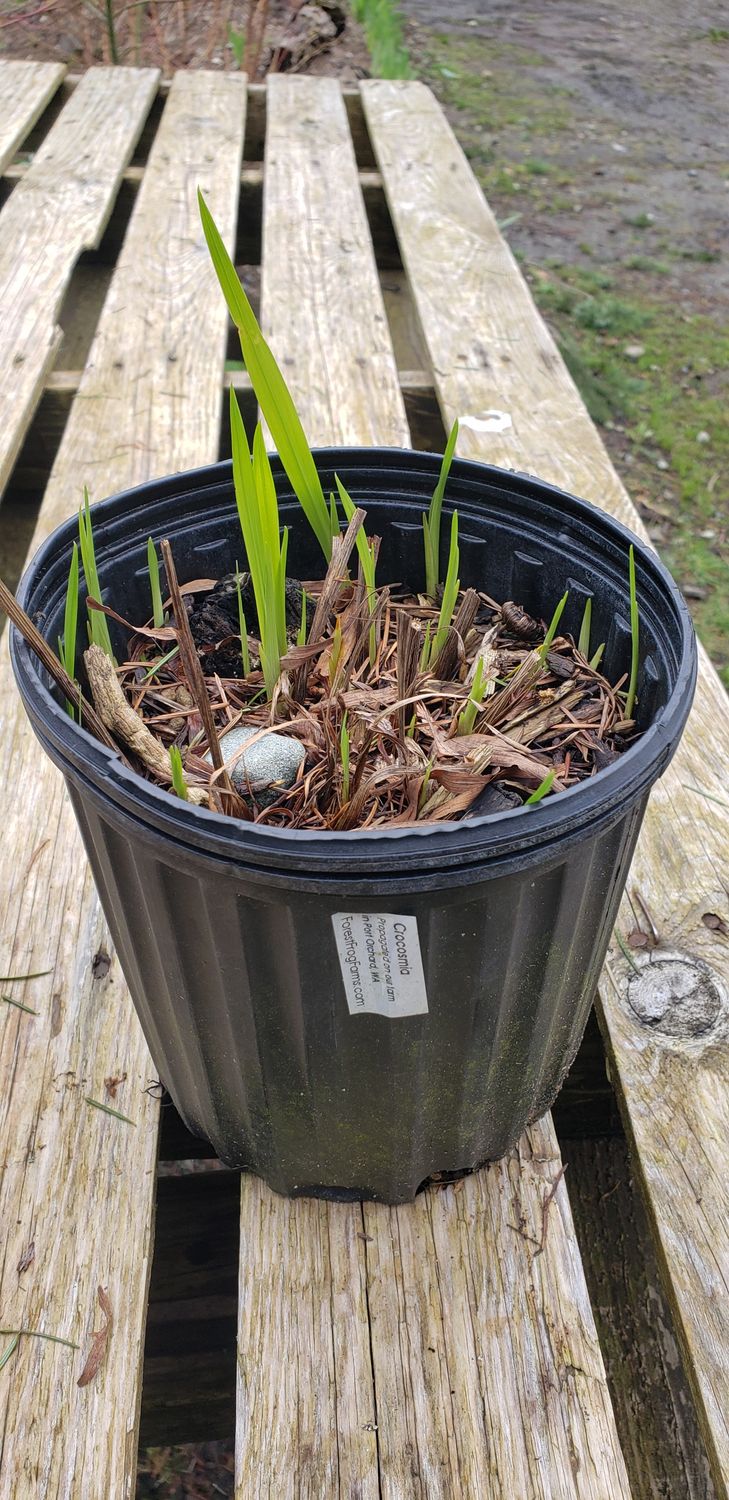 Crocosmia (1 gallon pot)