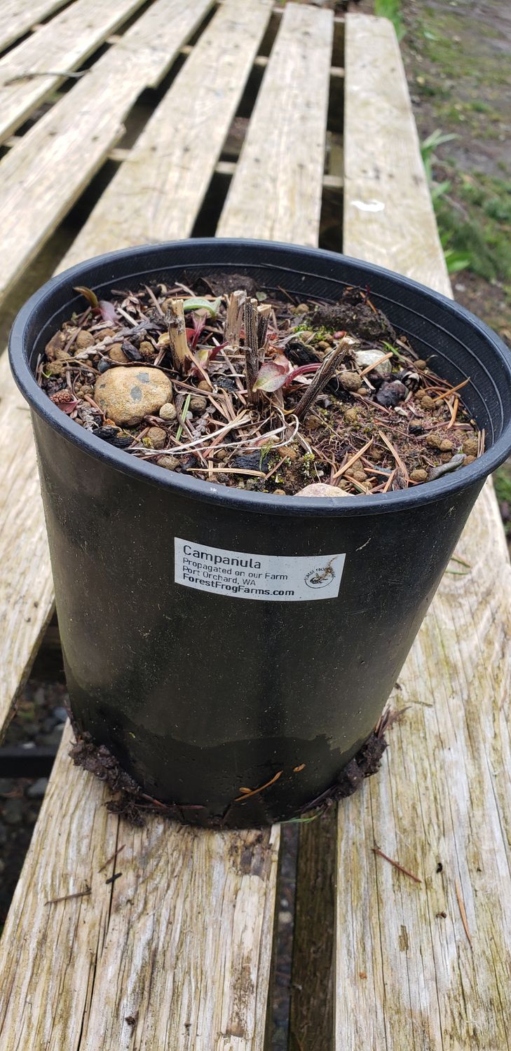 Campanula (1 gallon pot)