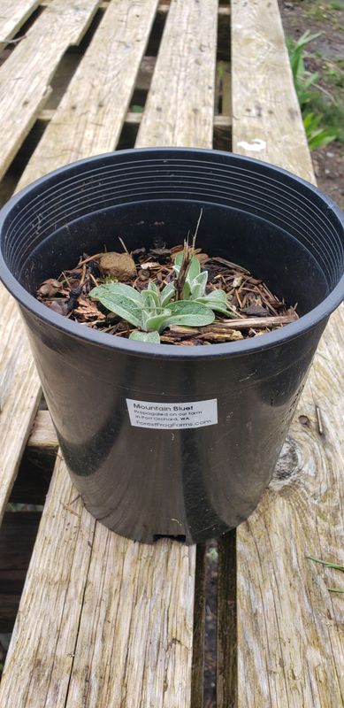 Mountain Bluet (1 gallon pot)