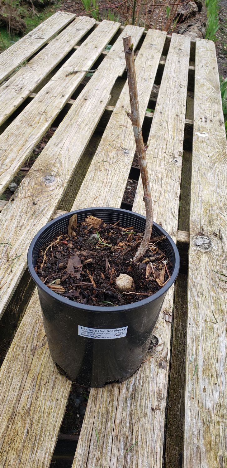 Raspberry 'Heritage Red' (1 Gallon pot)