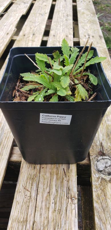 Poppy 'California Orange' (1 gallon pot)