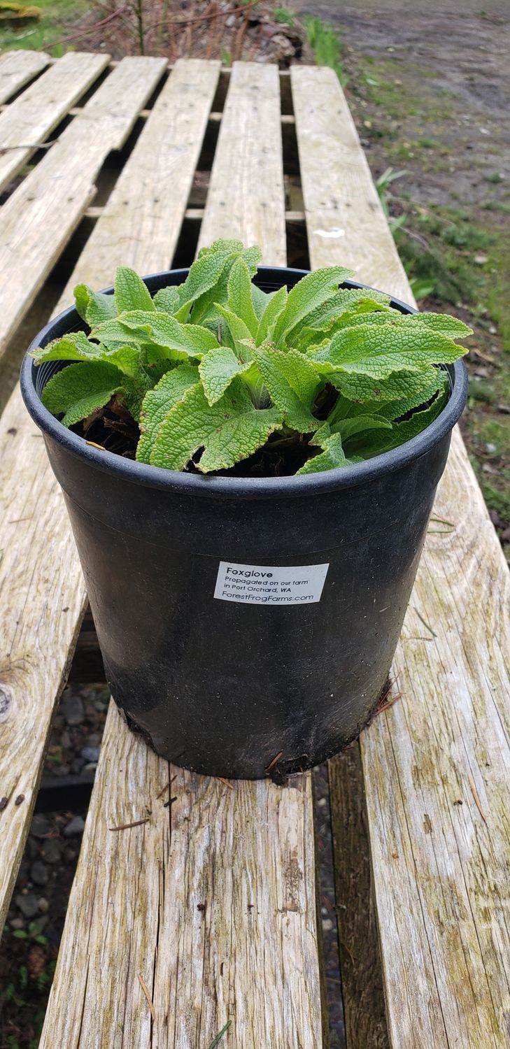 Foxglove (1 gallon pot)