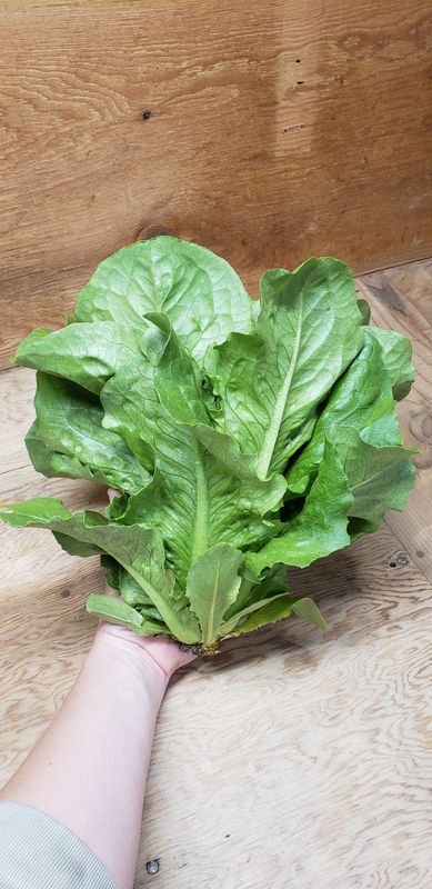 Romaine Lettuce