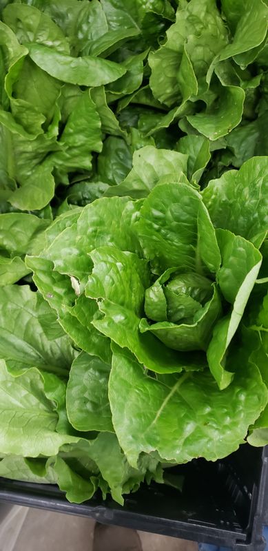 Romaine Lettuce 