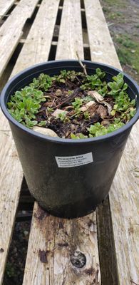 Pineapple Mint (1 gallon Pot)