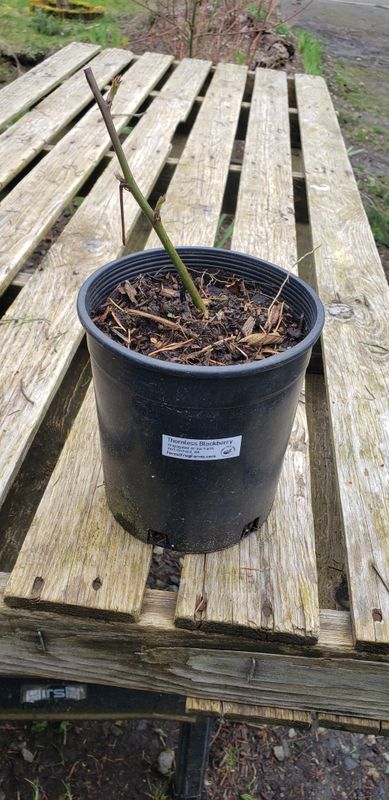 Thornless Blackberry (1 Gallon pot)