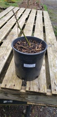 Thornless Blackberry (1 Gallon pot)