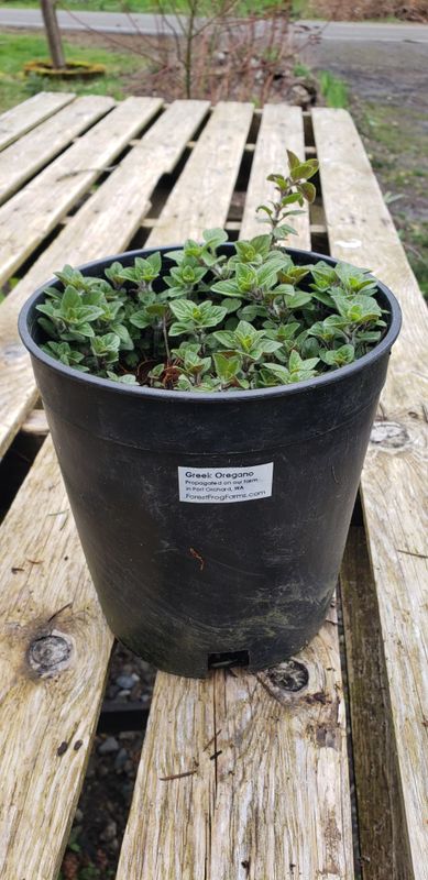 Oregano 'Greek' (1 gallon pot)