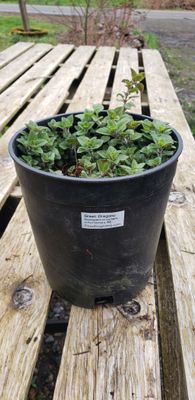 Oregano 'Greek' (1 gallon pot)