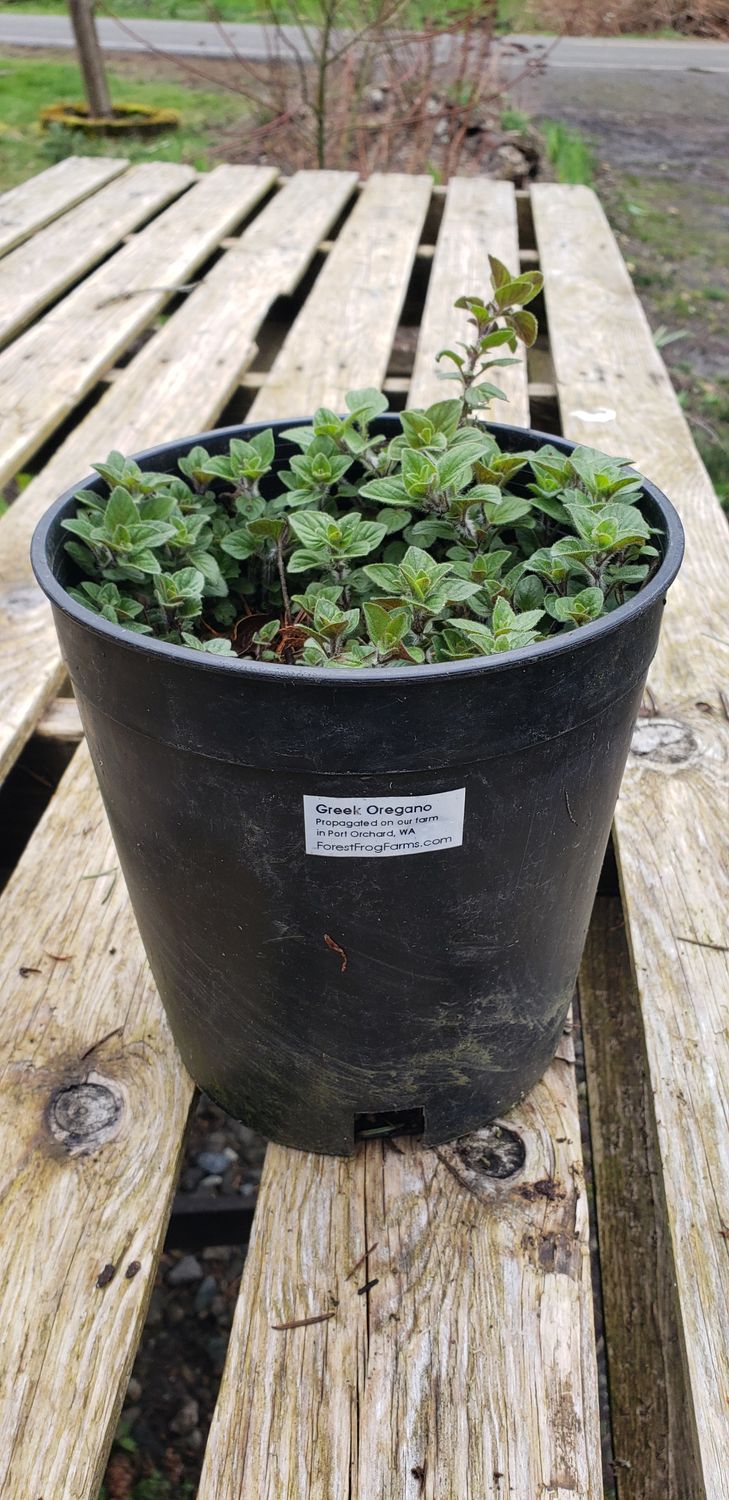 Oregano 'Greek' (1 gallon pot)