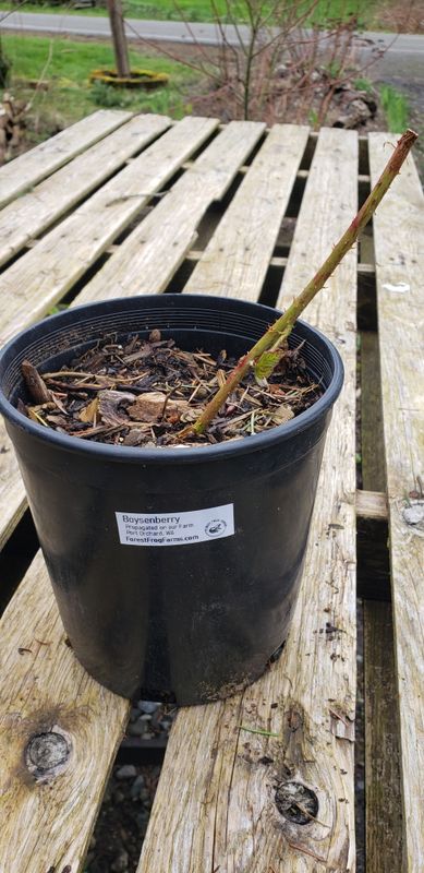 Boysenberry (1 Gallon pot)