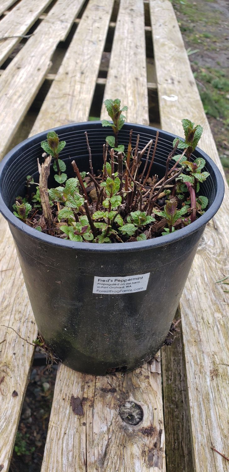 Fred's Peppermint (1 gallon Pot)