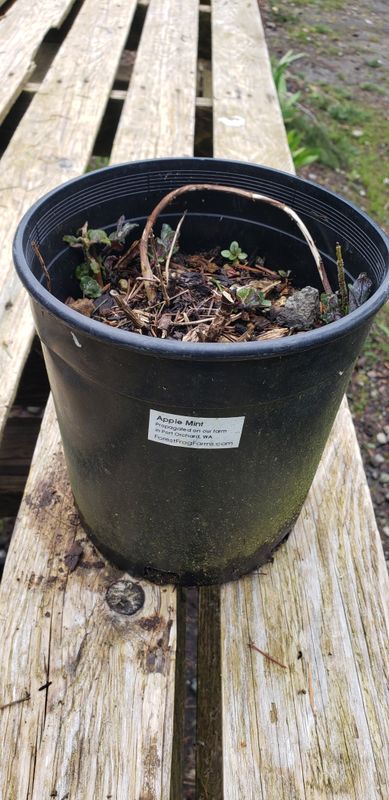 Apple Mint (1 gallon Pot)