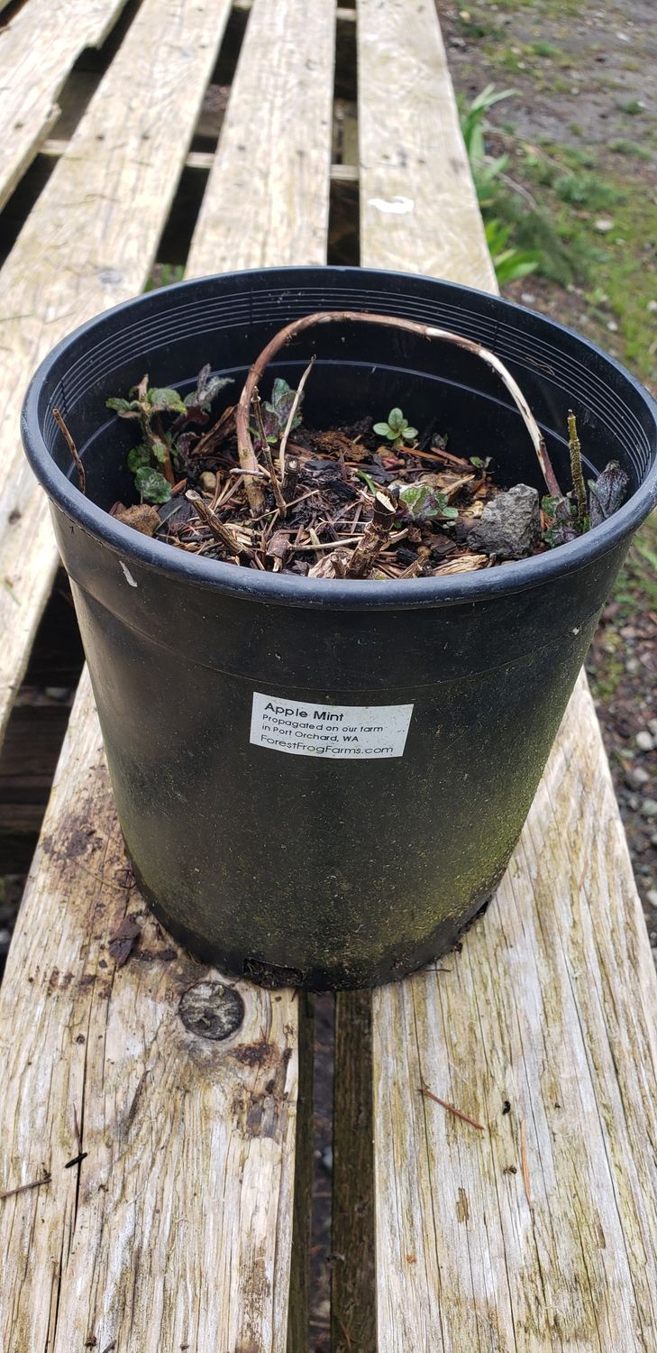 Apple Mint (1 gallon Pot) Apple Mint (1 gallon Pot)