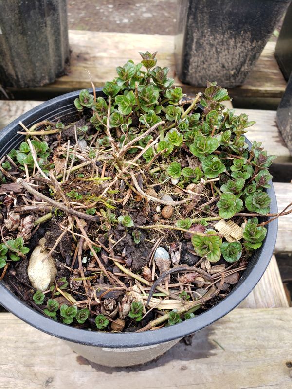 Chocolate Mint (1 gallon Pot)