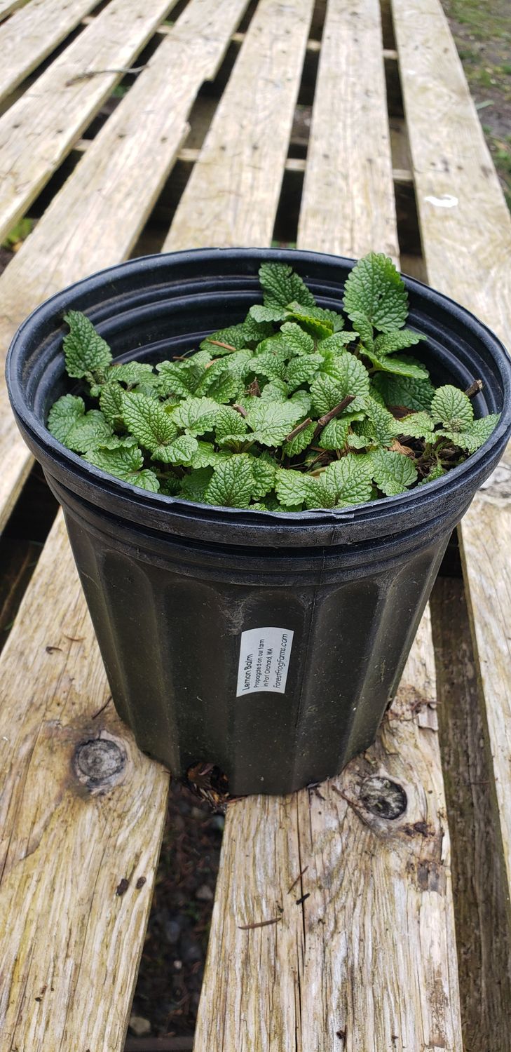 Lemon Balm (1 gallon Pot)