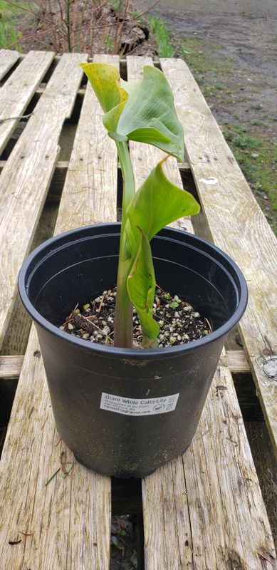 Giant White Calla Lily (1 gallon Pot)